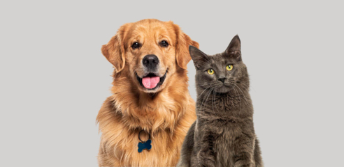 Pet